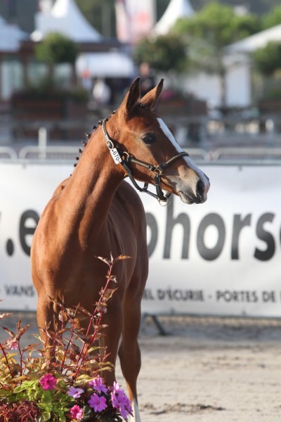 Diva de Chambord Guinness Graviere (28)