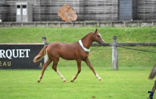 National Poney Français de Selle 2024