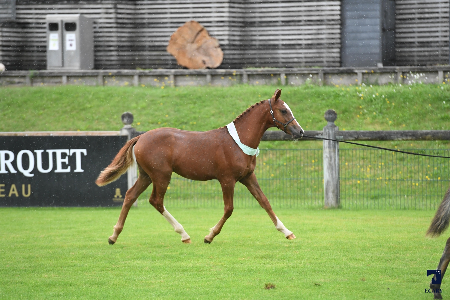 National Poney Français de Selle 2024