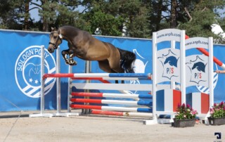 Suite à la mise en conformité pour le nouveau Règlement Zootechnique de l’Union Européenne (RZUE), l’Association Nationale du Poney Français de Selle a procédé à la constitution d’un programme de sélection de la race Poney Français de Selle