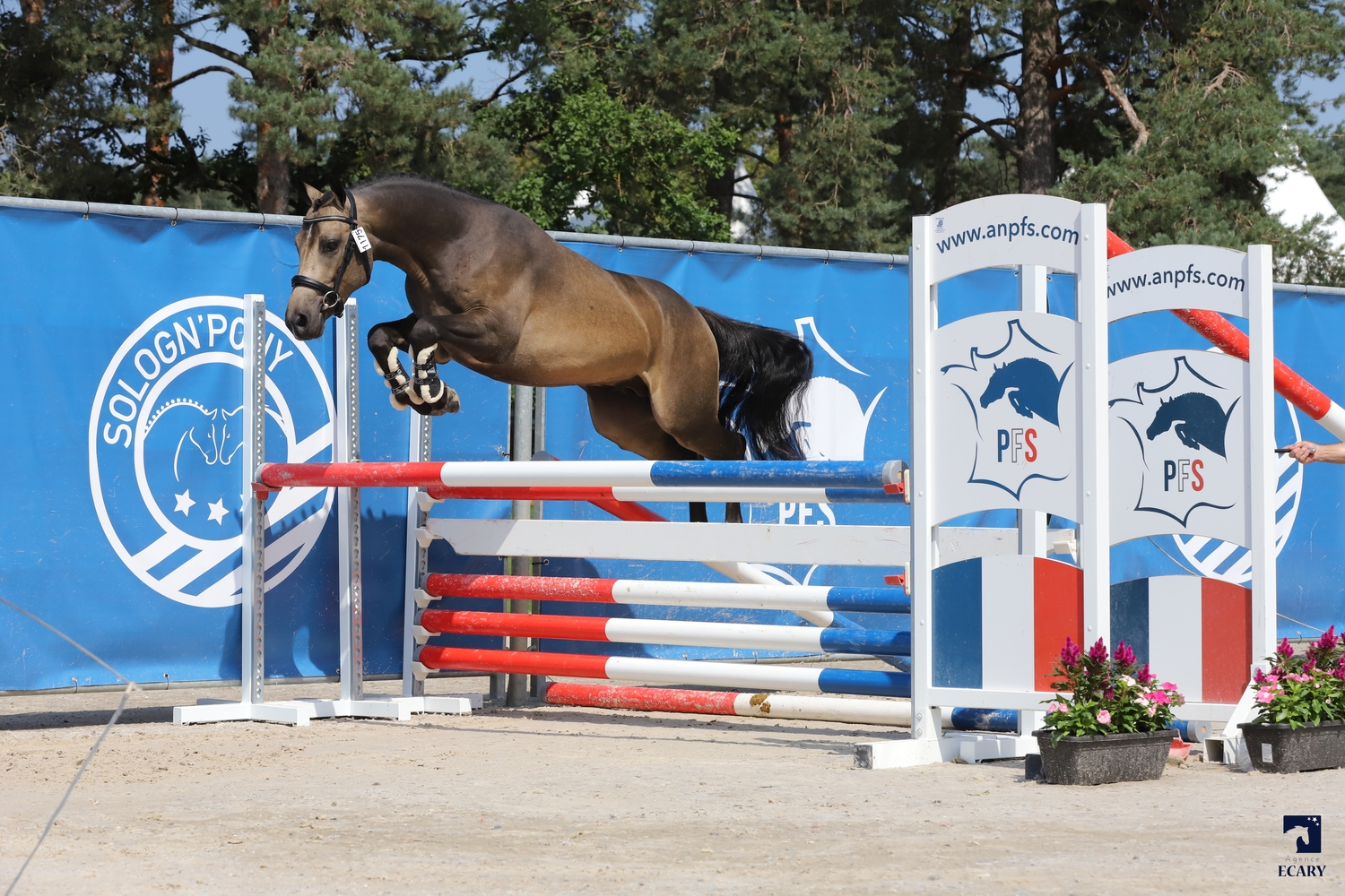 Suite à la mise en conformité pour le nouveau Règlement Zootechnique de l’Union Européenne (RZUE), l’Association Nationale du Poney Français de Selle a procédé à la constitution d’un programme de sélection de la race Poney Français de Selle