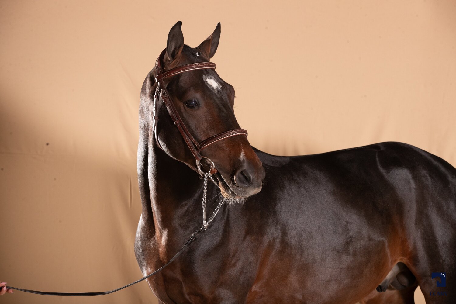 males 3 ans pfs; 108, L AIGLE ROUGE DU LIN, ; Agence Ecary